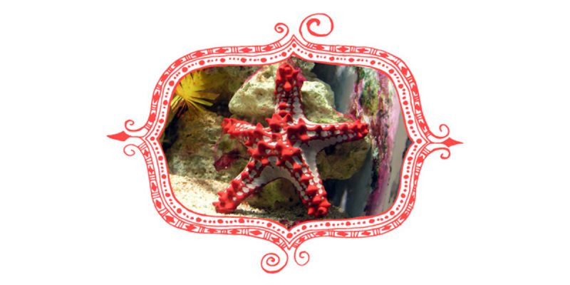 Red-knobbed Starfish in Fonts Cafe Fancy Frame